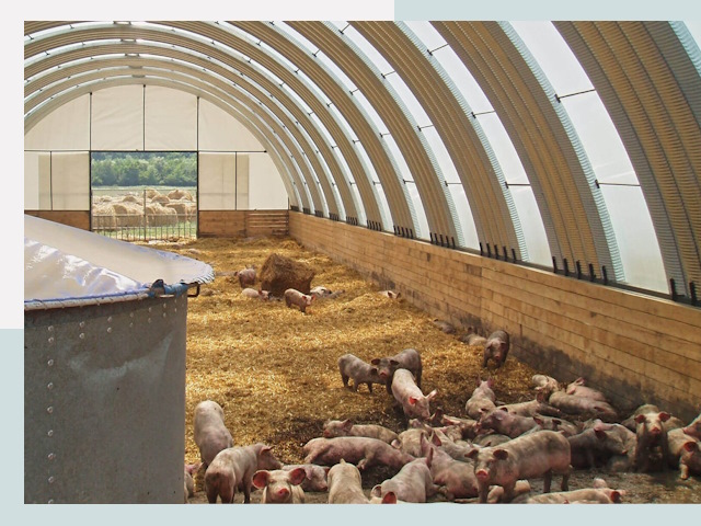 Строительство свинарников в Кронштадте